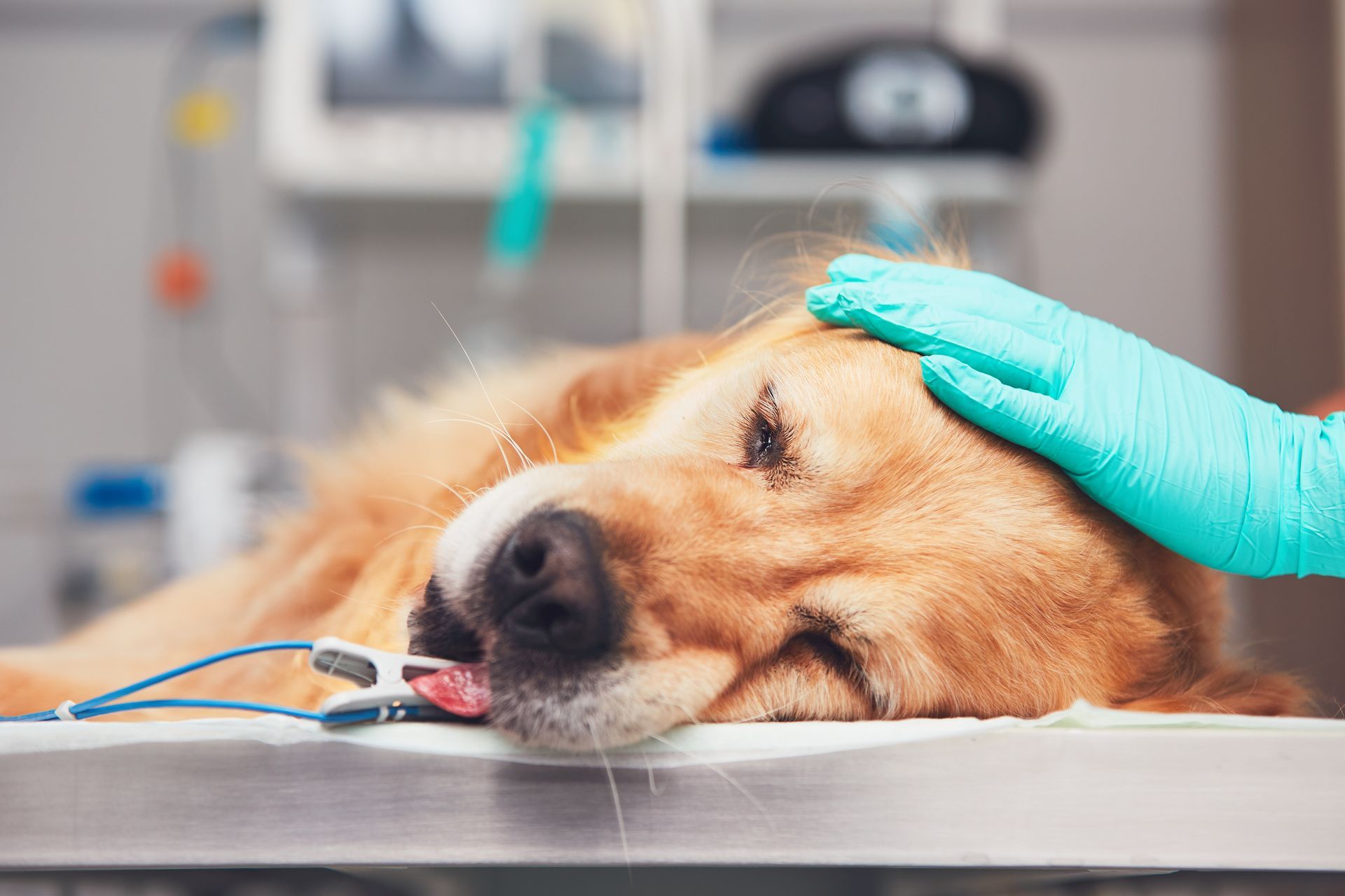 Golden retriever resting on an exam table while a gloved hand monitors its vital signs with a clip.
