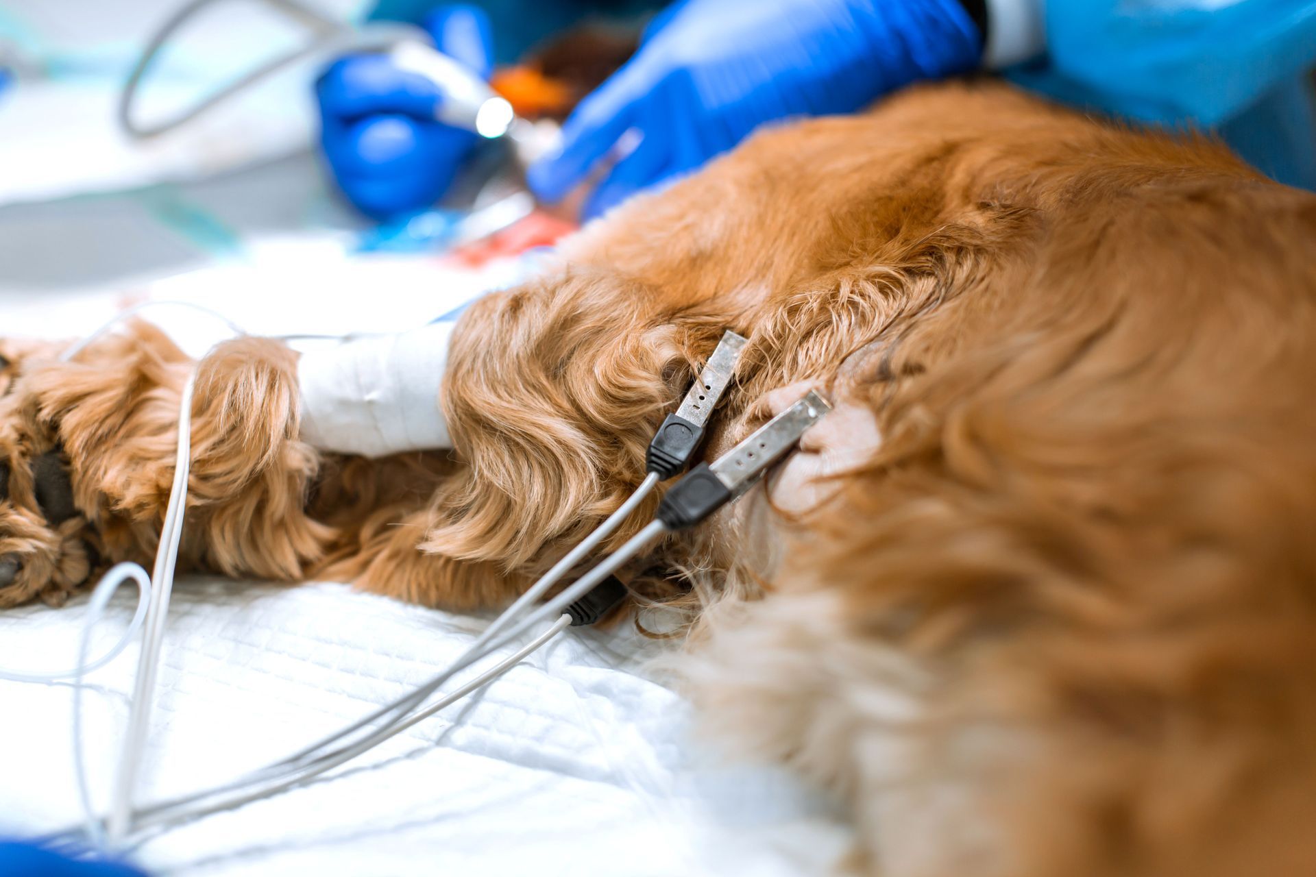 A dog with sensors attached to his body. A dog with sensors attached to his body.