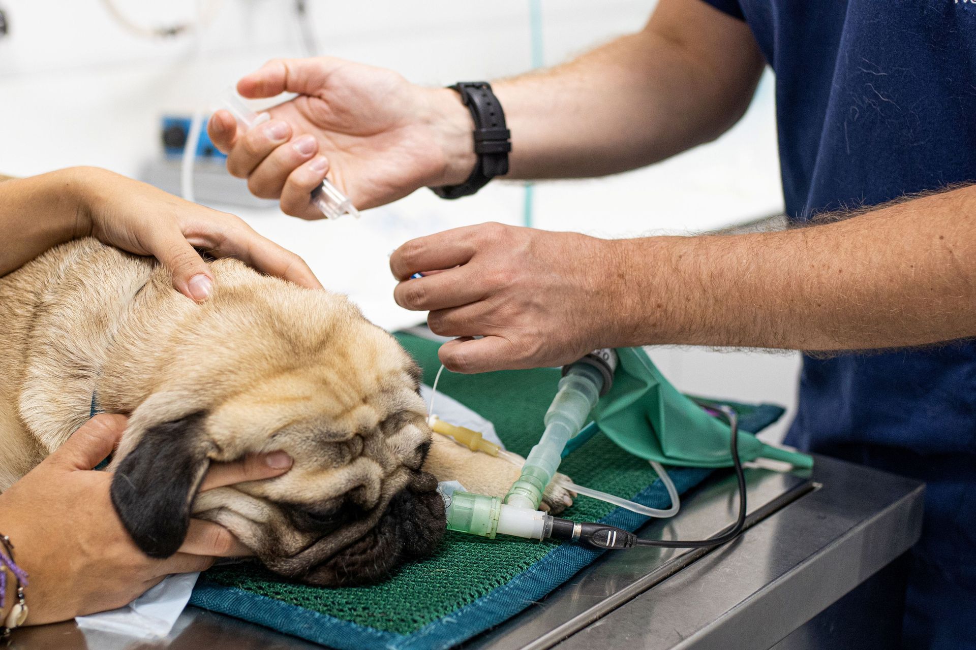 An intubated dog. An intubated dog.