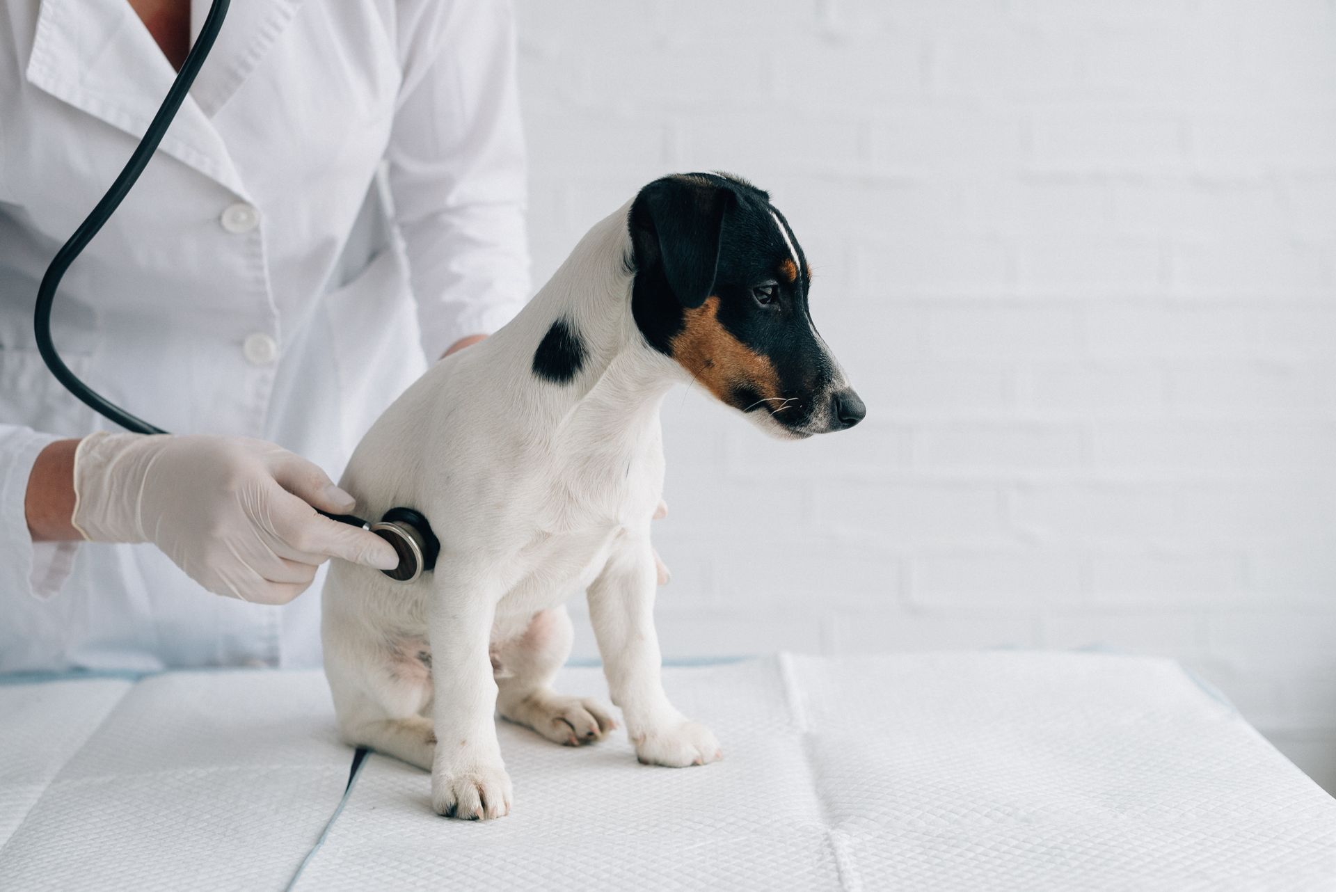 Vet checks dog's heart at an emergency animal hospital clinic.