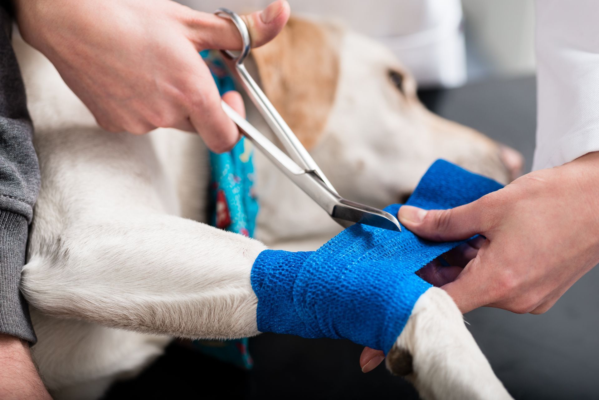 Veterinarian wrapping a blue bandage on an injured dog's front leg