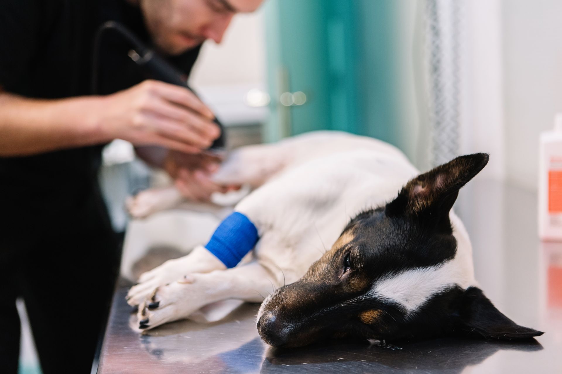 Veterinarian trimming fur from a dog's paw during emergency treatment Veterinarian trimming fur from a dog's paw during emergency treatment