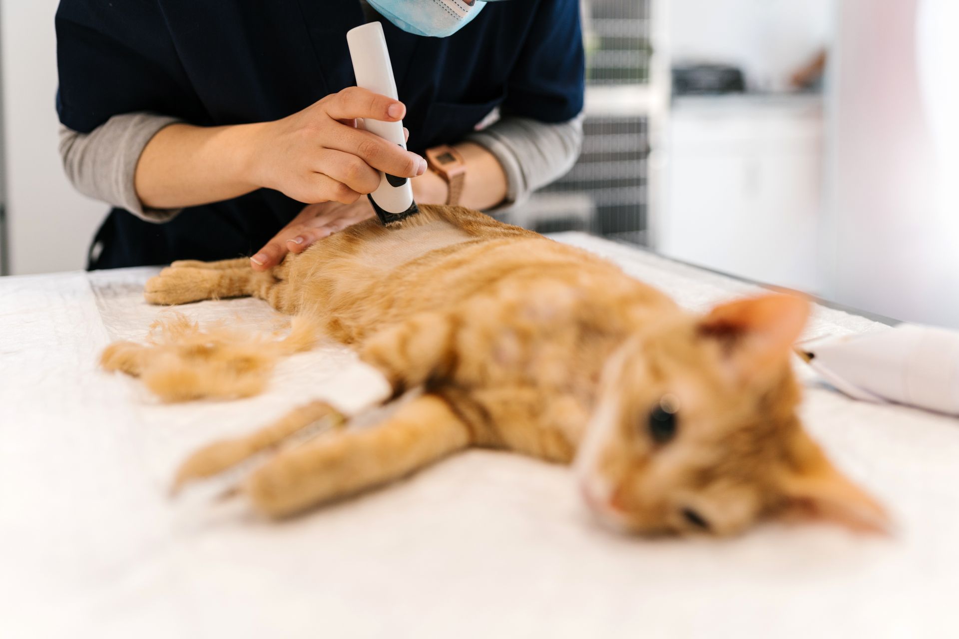 Veterinarian shaving a cat's fur before treatment