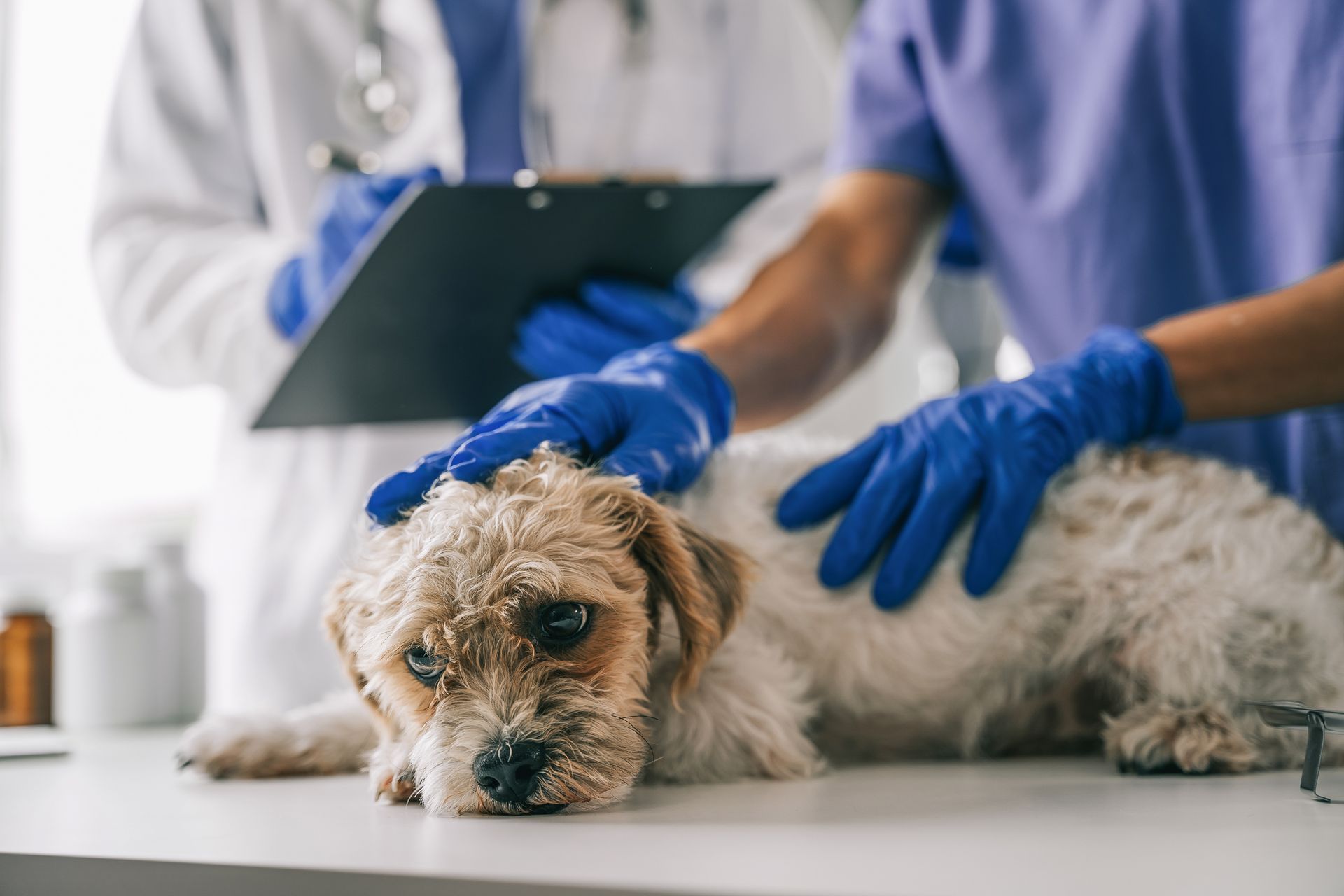 Two gloved veterinarians gently examine a small curly-haired dog resting on the clinic exam table.