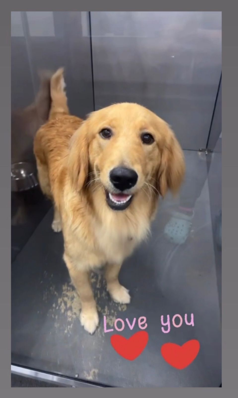 Golden retriever in a glass booth, smiling with “Love you” and red hearts at the bottom.