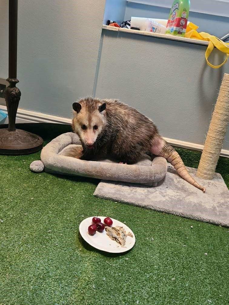 Opossum resting in a gray pet bed beside a plate of grapes and food on artificial grass.