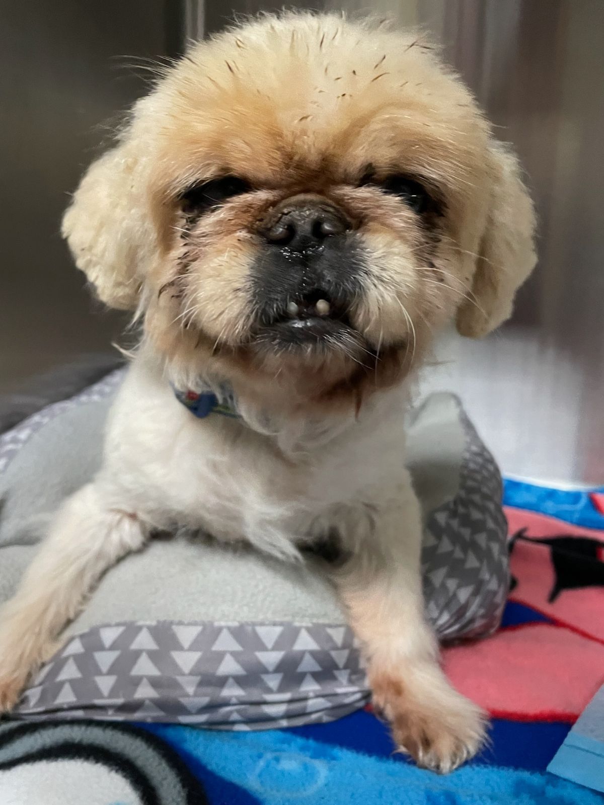 Animal Emergency – Port Orange, FL – Veterinary Emergency Center of East Volusia