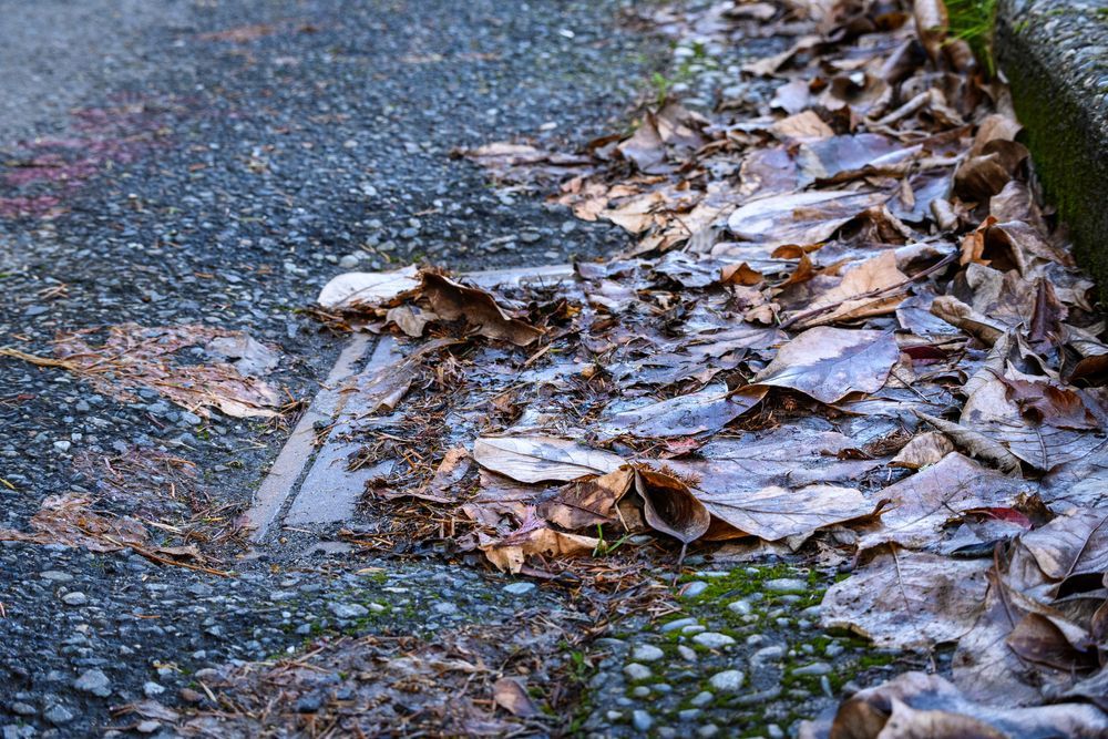 Storm drain covered in dead leaves - Plumber in Mount Low, QLD