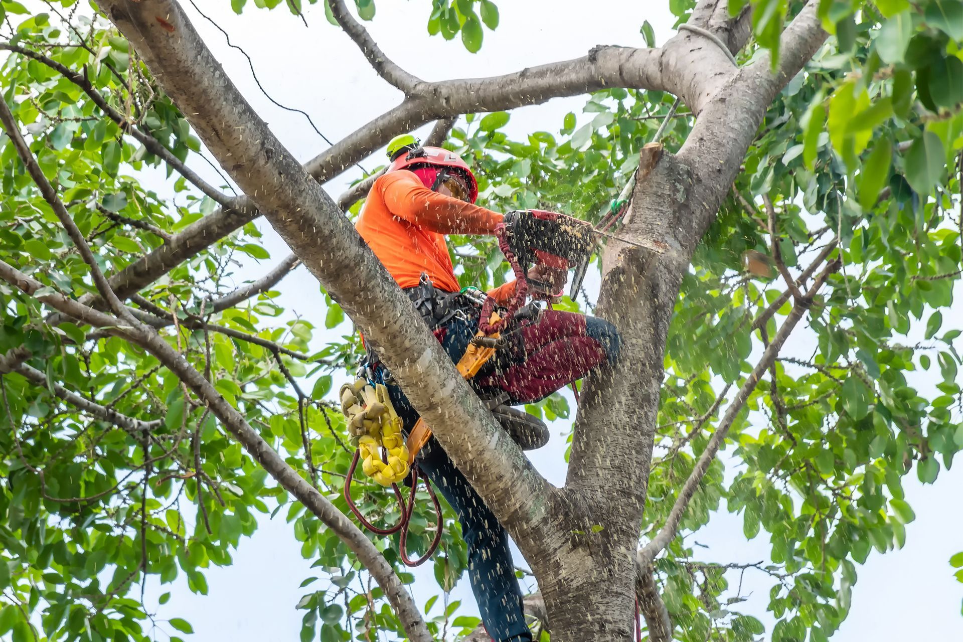 Tree Trimming