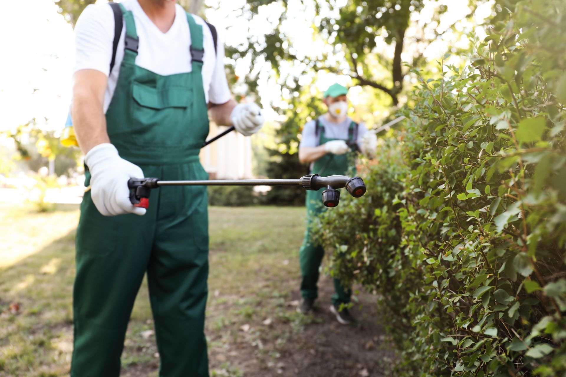 Spraying Pest Control on Plants