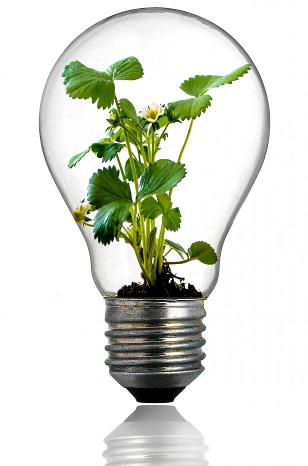 Green plant growing from a light bulb, symbolizing eco-friendly energy