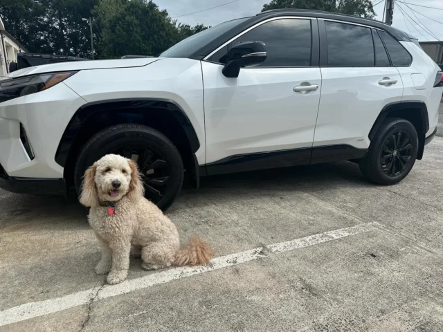 Small cream-colored dog sitting in a parking lot in front of a white SUV.