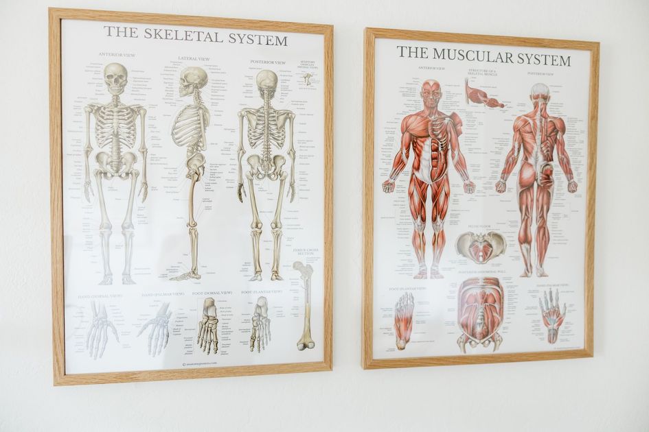 Framed skeletal and muscular anatomy charts on a white wall