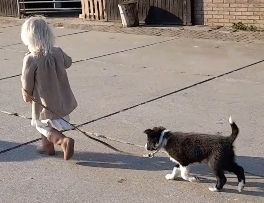 De puppy's oefenen ook al met het lopen aan een lijntje. Ze zijn heel avontuurlijk!