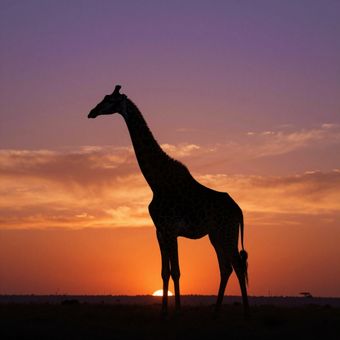 A silhouette of a giraffe stands against a vibrant orange and purple sunset on the horizon.