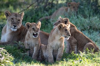 lions rest in a field of tall, golden grass, staring directly ahead under warm, soft sunlight.