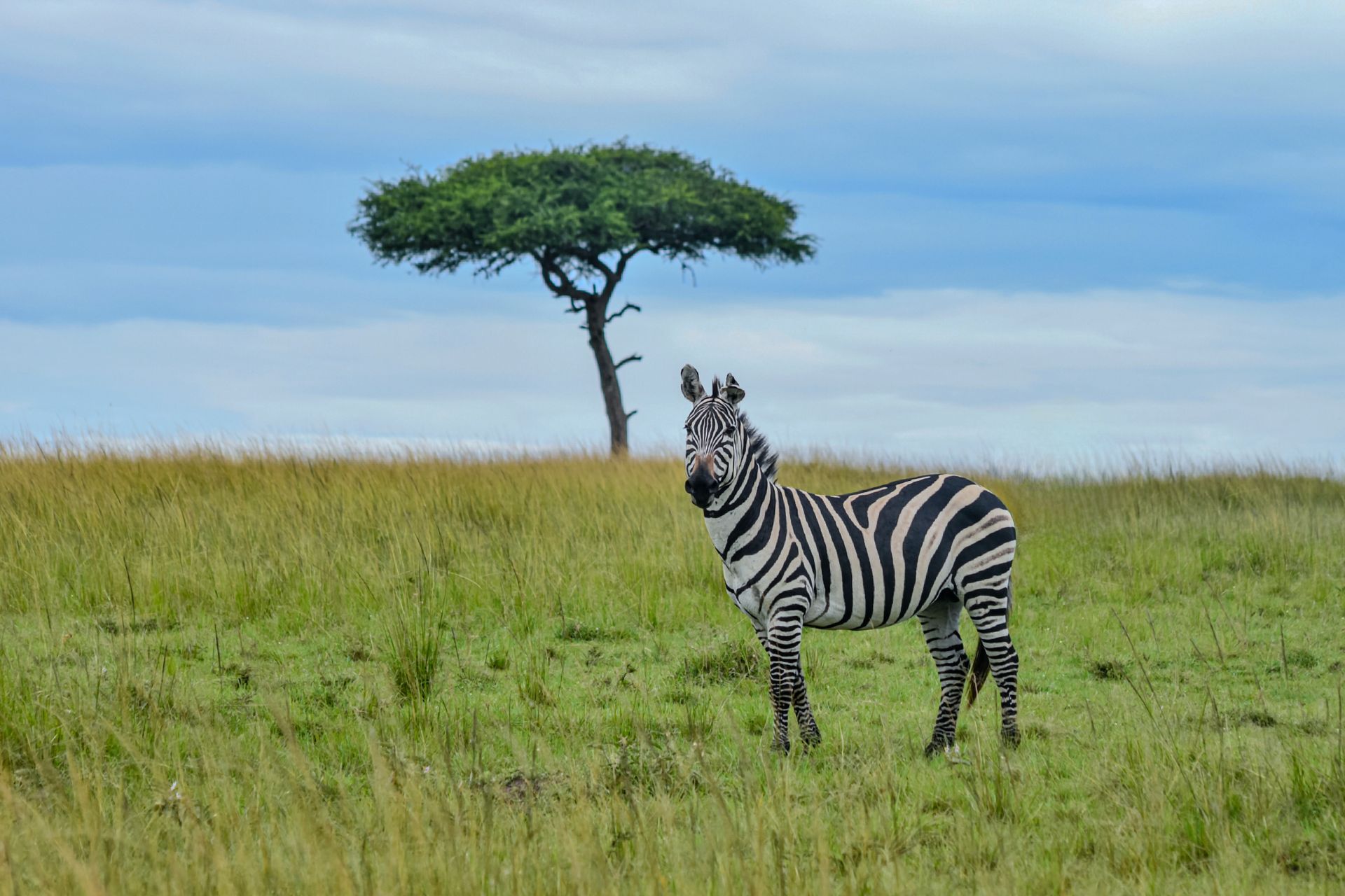 Zebra standing in grassy savanna beneath a lone tree under a blue sky