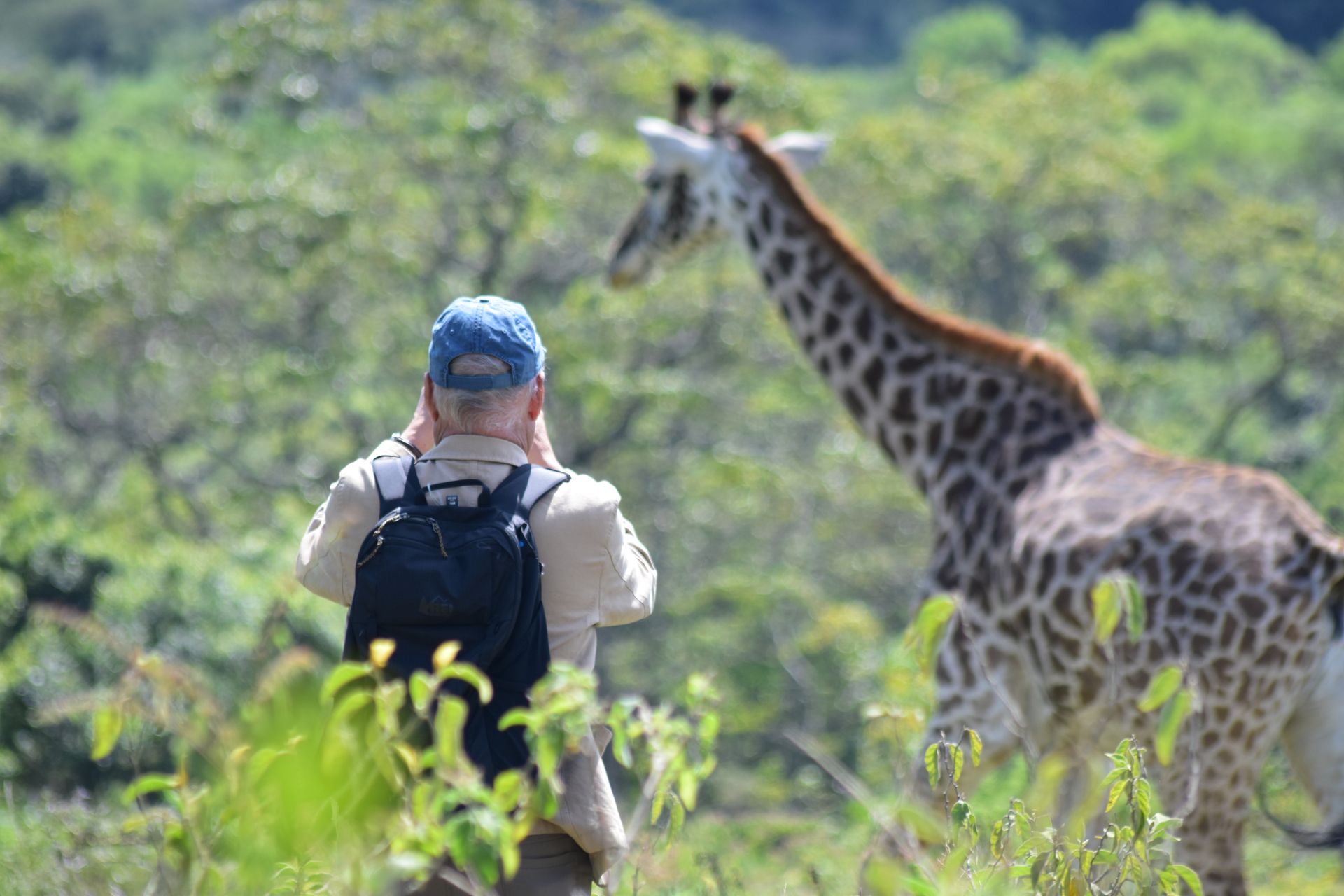 A person with a backpack observes a giraffe in a sunny, green woodland environment.
