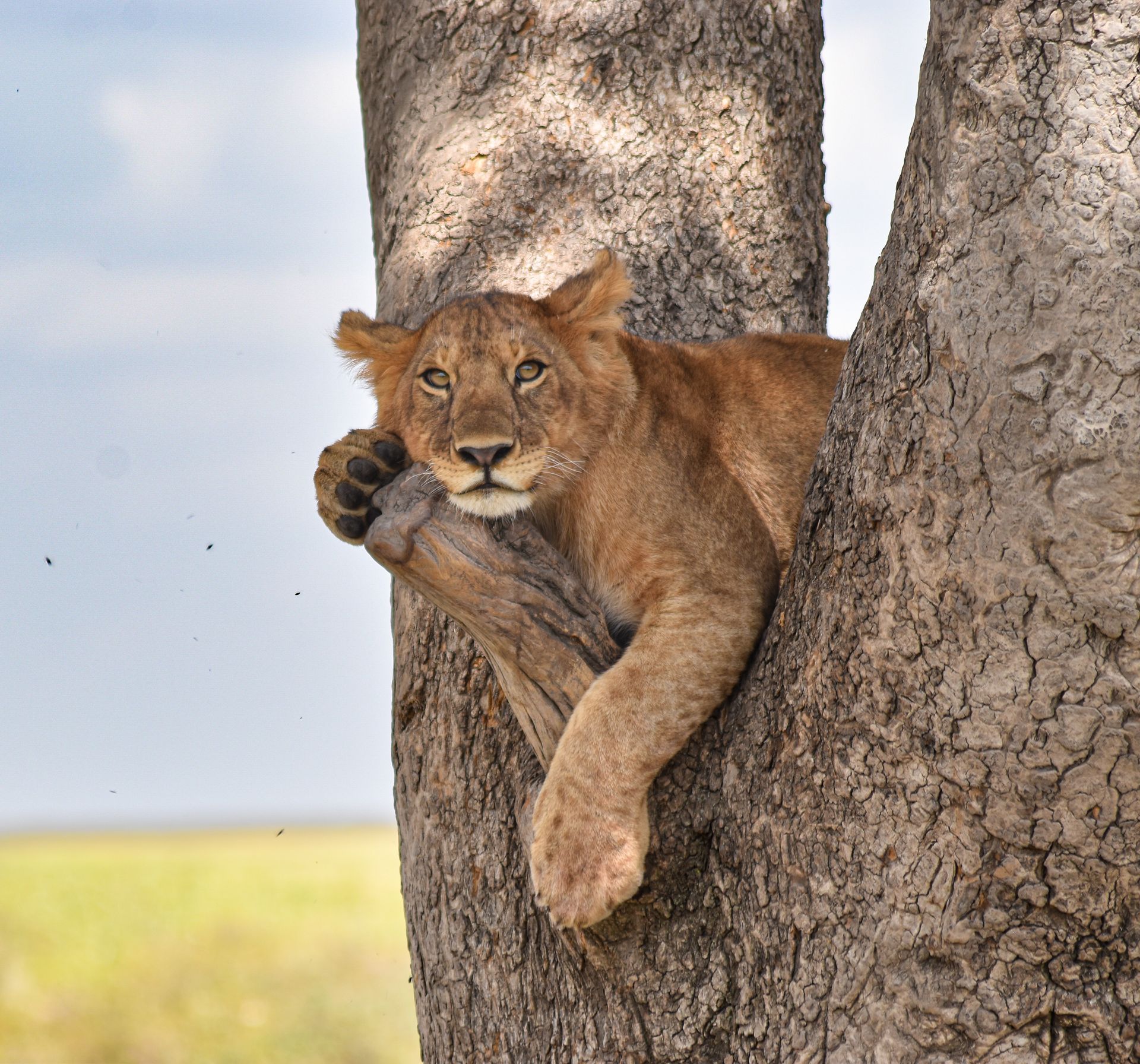 Lion resting between tree trunks, peeking out with one paw visible in a grassy savanna.