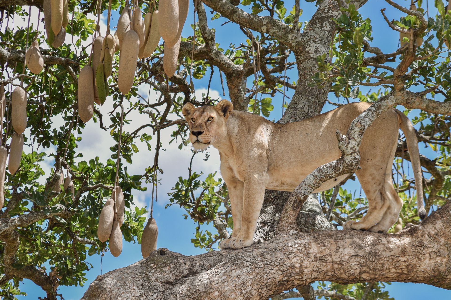 A young lion stands in the crook of a tree, looking directly at the camera with a calm expression.