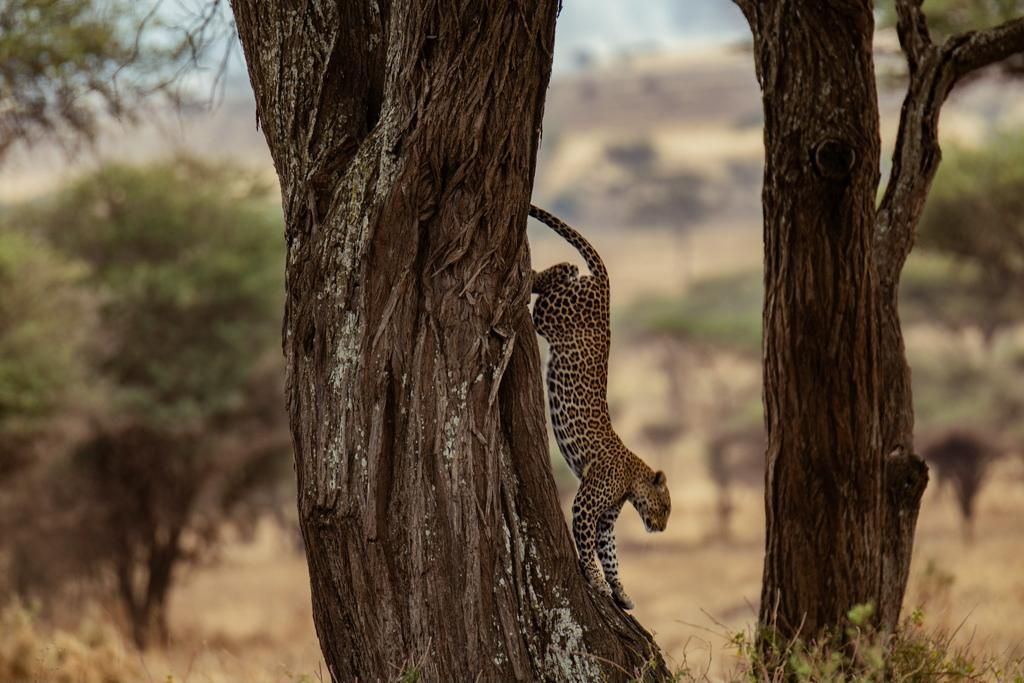 A leopard descends a rugged tree trunk in a grassy African savanna landscape.
