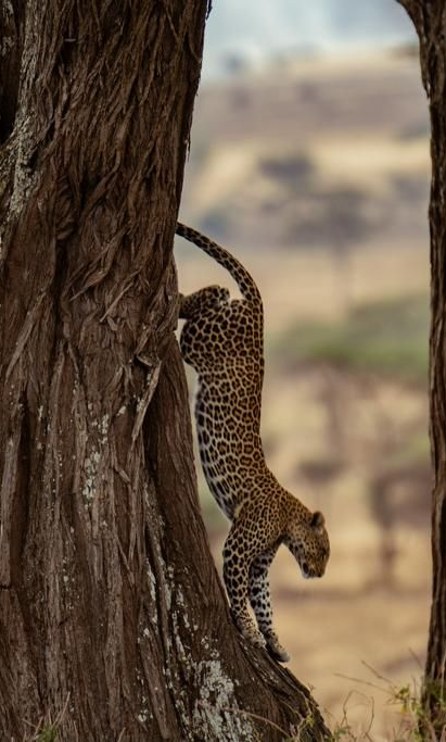 Leopard clings to a tree trunk, peeking down in a dry savanna.