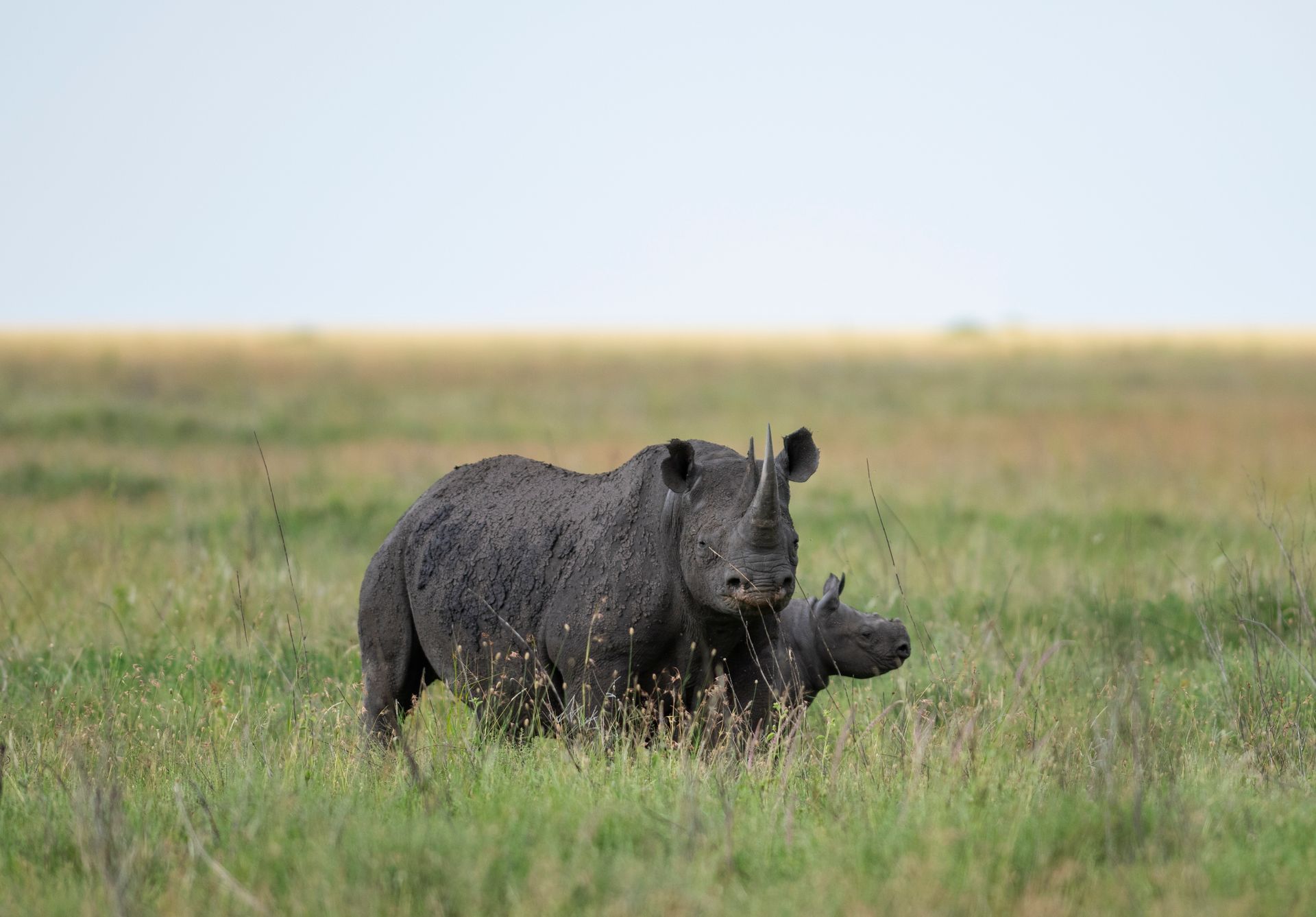Black rhinoceros standing in tall grass on a flat savanna under a pale sky