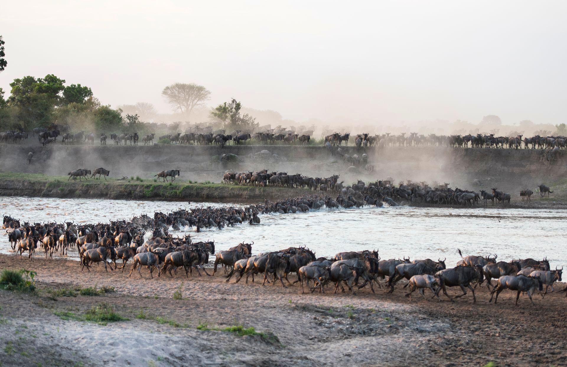 A large herd of wildebeest crossing a shallow river amidst a dusty landscape.