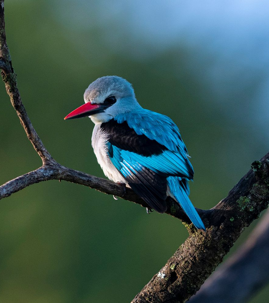 Blue bird with red beak perched on a tree branch against a blurred green background