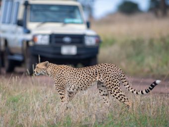 A cheetah walks through tall grass in front of a parked white safari vehicle.