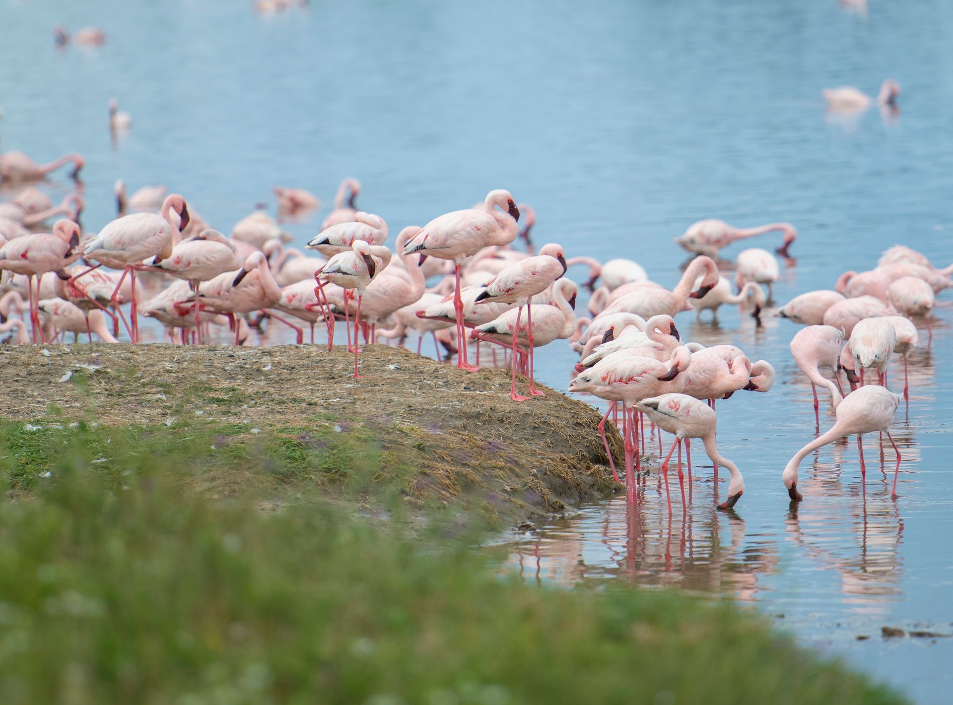 Flamingos standing in shallow water along a grassy shore