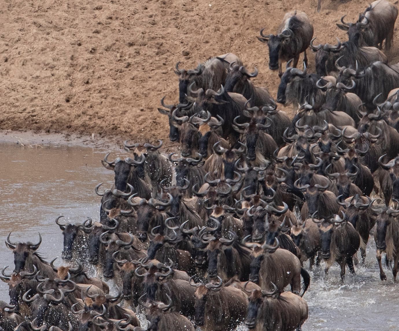 A large herd of wildebeests crossing a muddy river, with some climbing up the sandy bank.