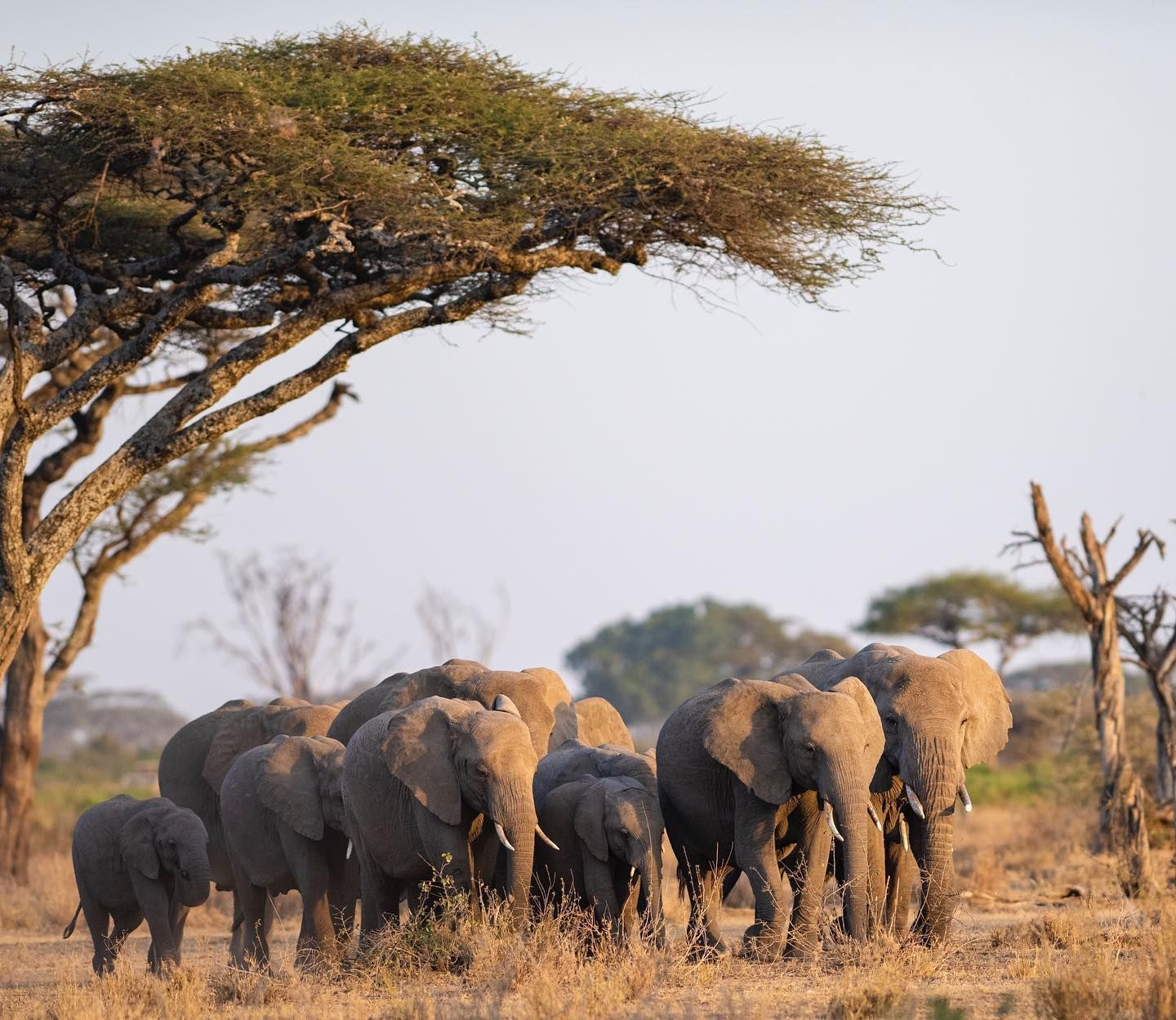 A herd of elephants walking through dry grassland beside a broad acacia tree.