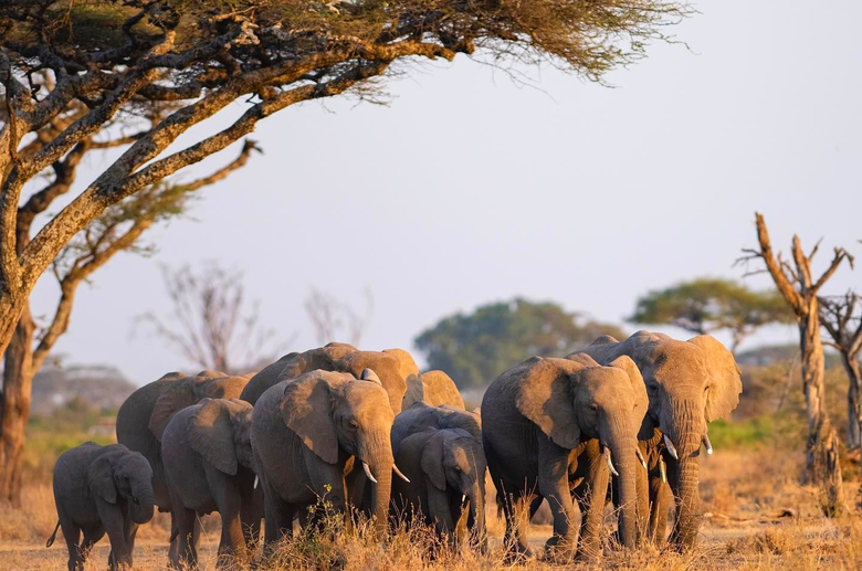 A small herd of African elephants walks through a dry, golden savanna landscape under a large acacia tree.