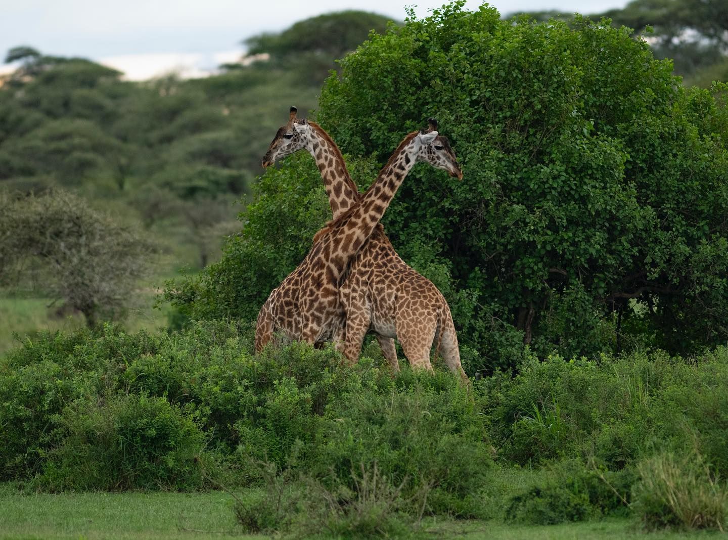 Two giraffes standing in a lush, green savanna with their long necks crossed.