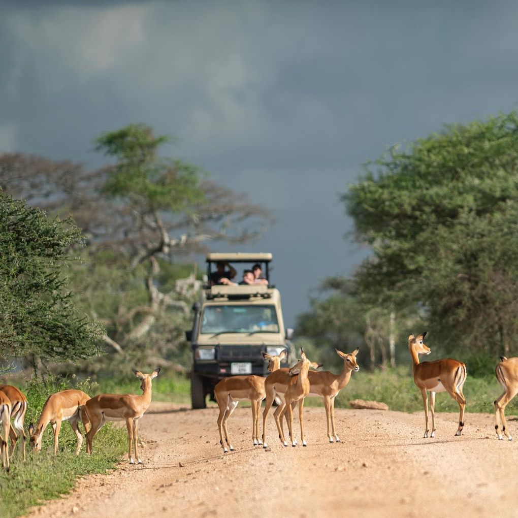 A safari vehicle travels down a dirt road as a group of impala stand in the path under a cloudy sky.