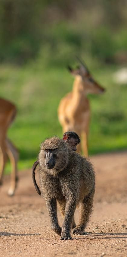 A baboon with an infant clinging to its back walks along a dirt path, with antelope in the blurred background.