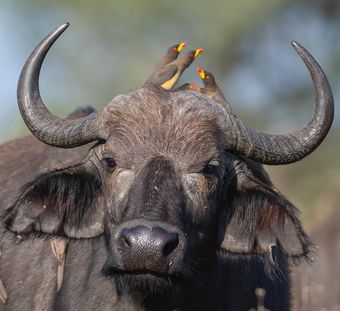 A close-up of a cape buffalo with several yellow-billed oxpeckers perched on its head and horns.
