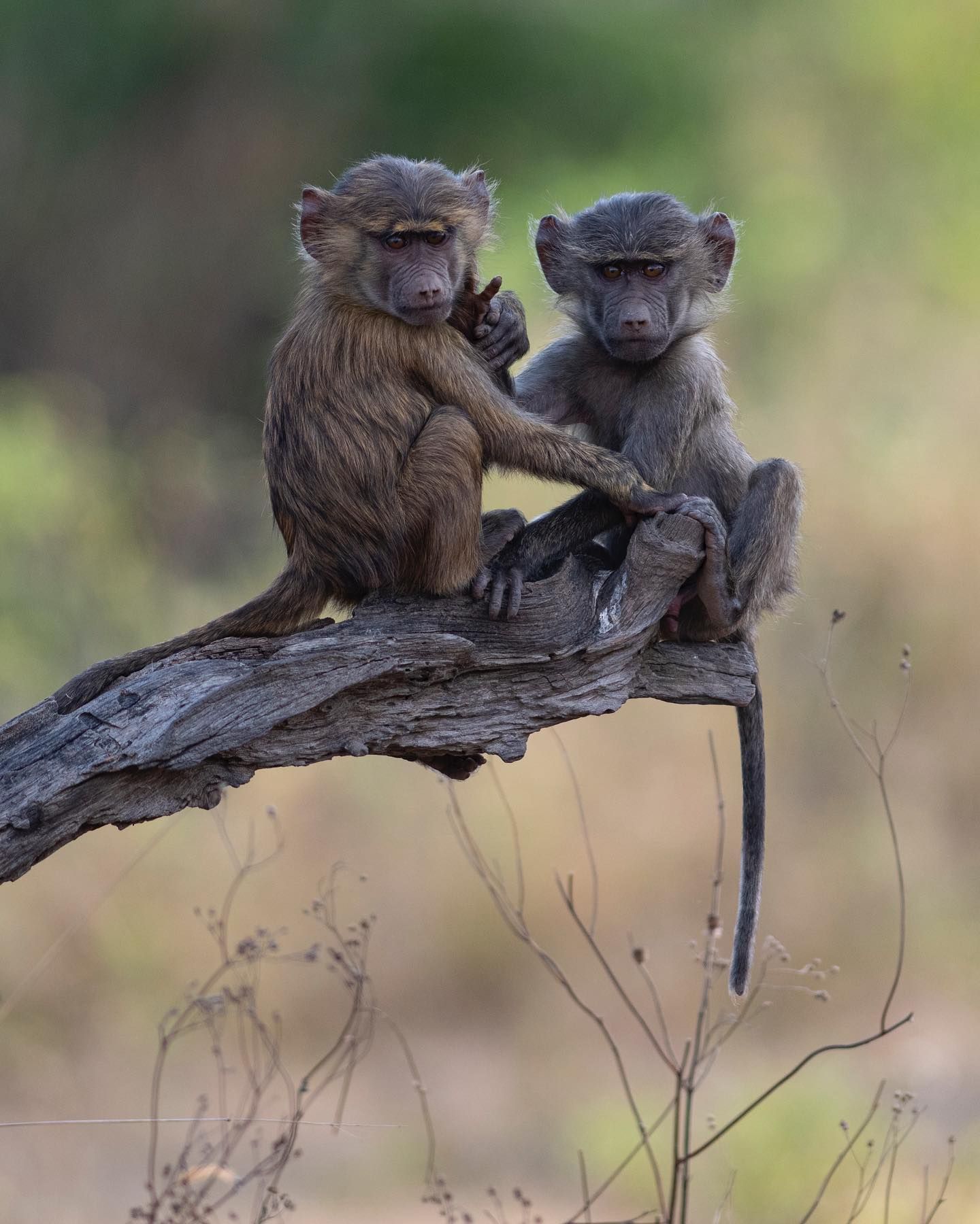 Two monkeys sitting together on a tree branch in a blurred natural setting