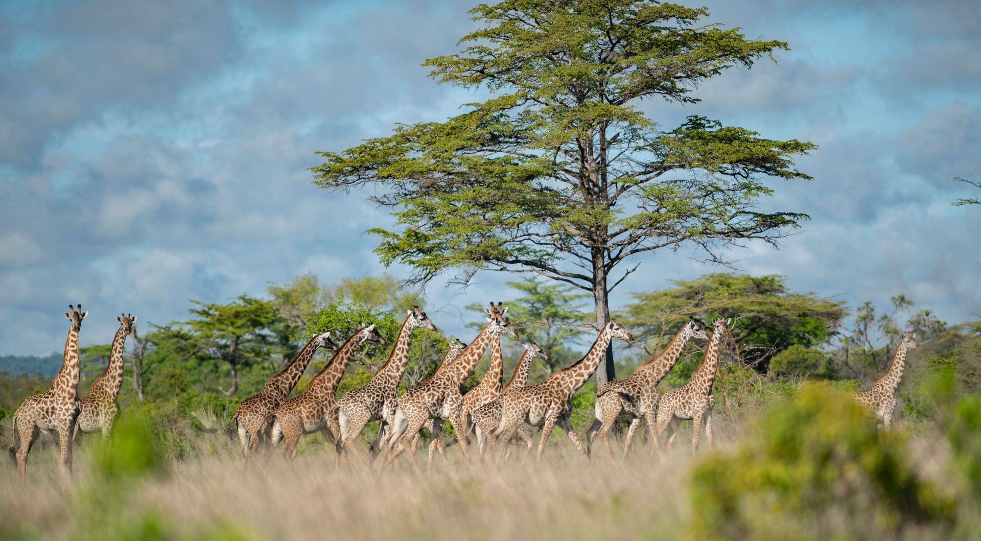 Giraffes grazing in tall grass beneath a lone green tree under a blue sky.