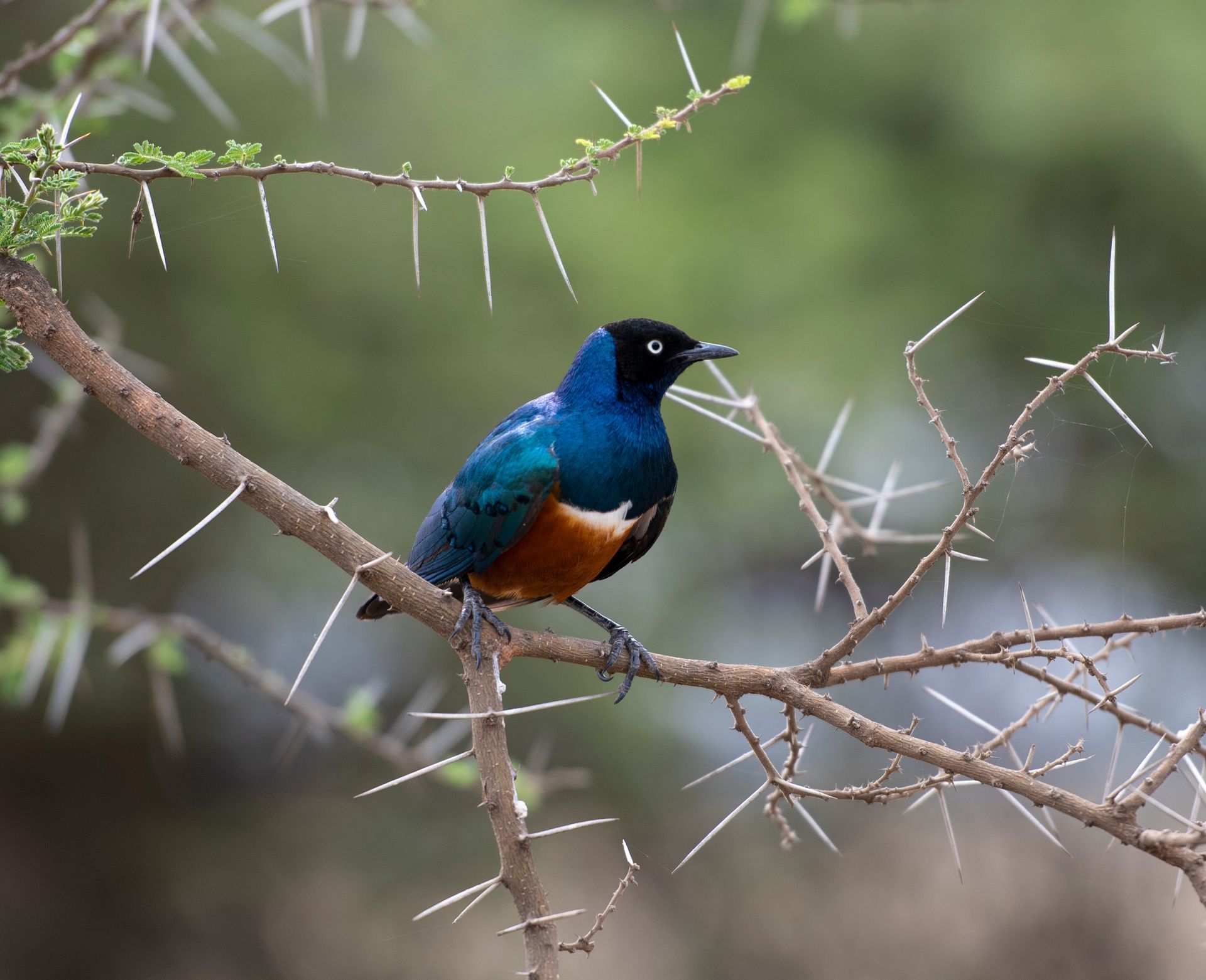 A Starling with a metallic blue head and back and an orange belly perched on a thorny acacia branch.