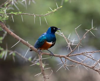 A Superb Starling with a metallic blue head and back and an orange belly perched on a thorny acacia branch.