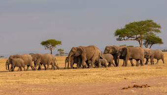 A herd of elephants walks across a dry, grassy savanna under a pale sky, with acacia trees in the distance.