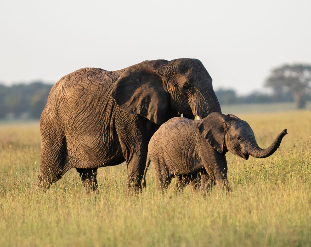 Two elephants standing in tall grass on a savanna, one adult beside a smaller calf