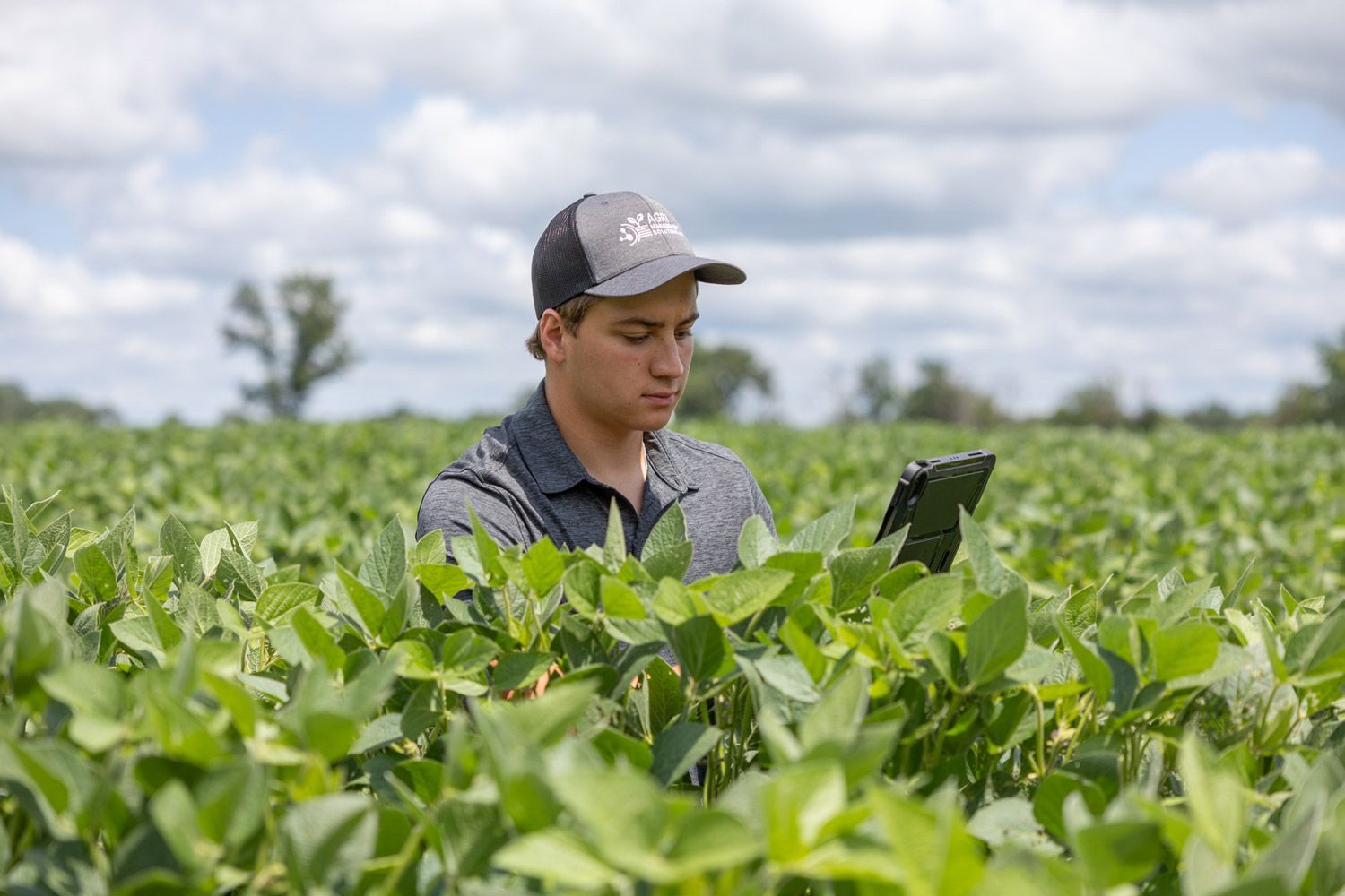 Crop scouting in bean field