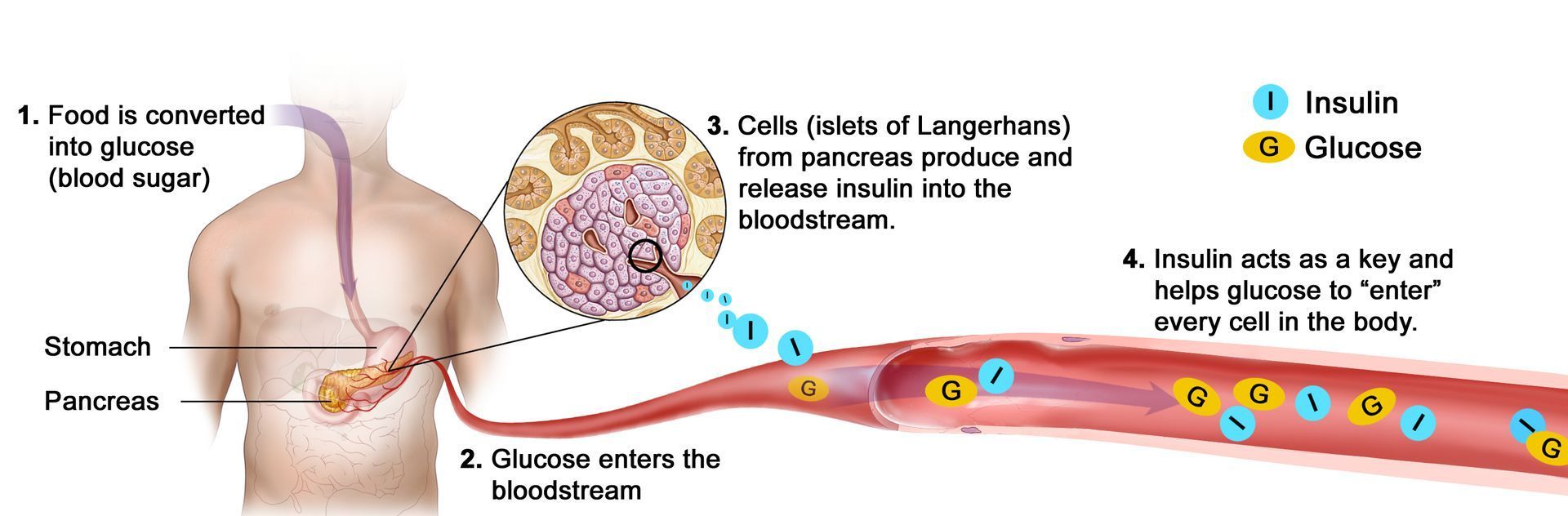 Insulin response when processing food.
