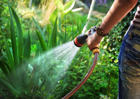 Person watering green plants with a garden hose in a lush garden