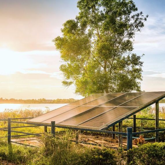 Solar panels in a sunlit field beside a tree at sunrise