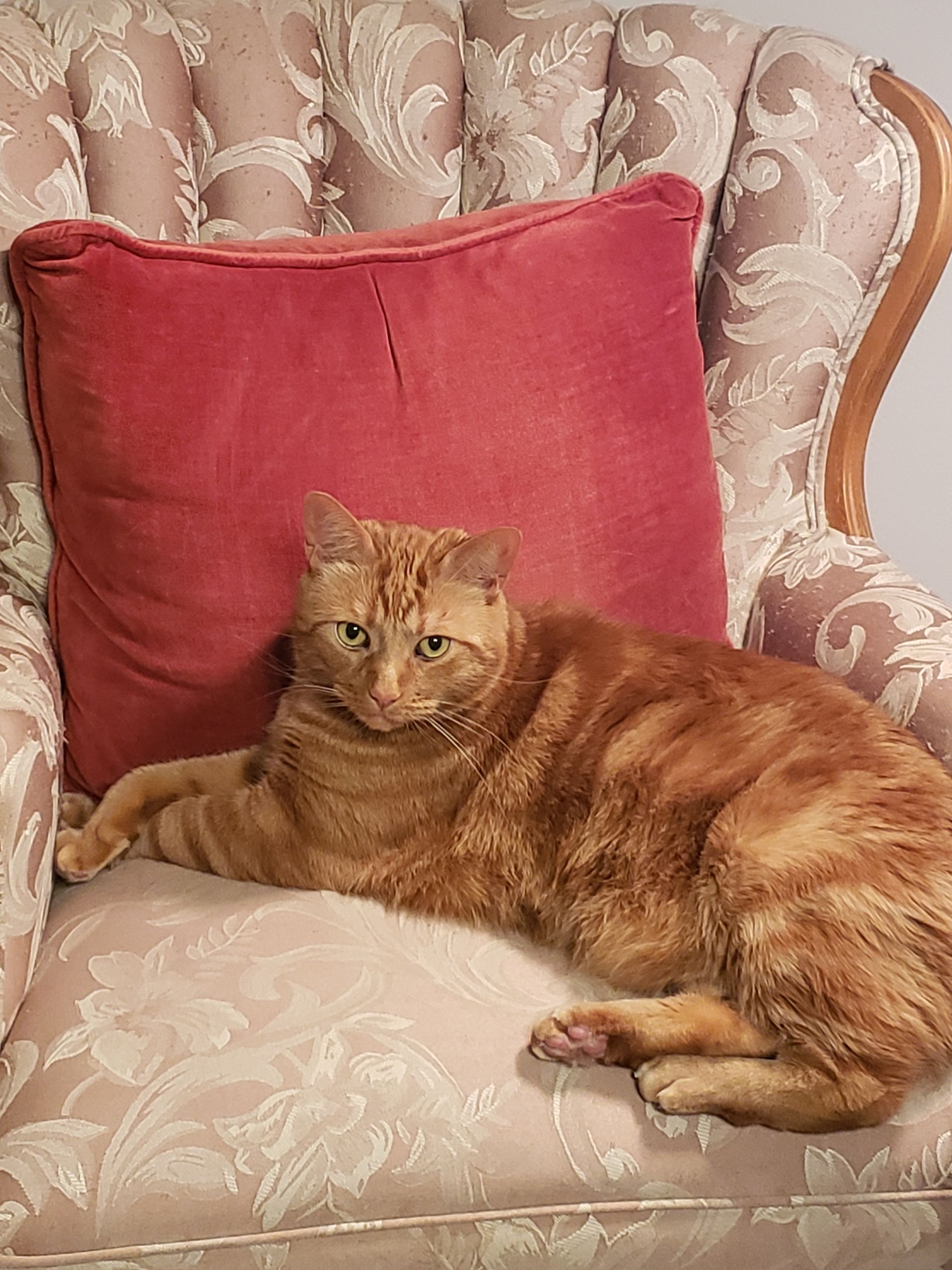 Orange tabby cat lounging on a floral armchair, resting against a red pillow.