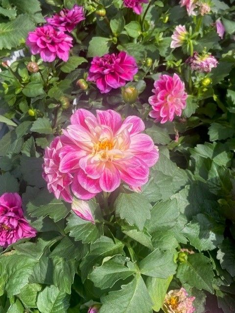 Pink and yellow dahlia blooms among green foliage in a garden